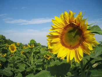 Sunflowers Nature screenshot