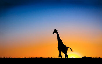Sunset & Giraffe Botswana screenshot