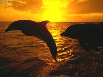 Sunset Jump Honduras Dolphins screenshot