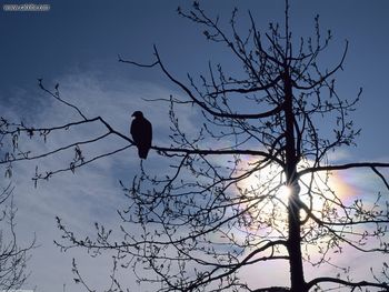 Sunset Perch Bald Eagle screenshot