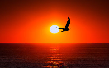 Sunset Sea Bird Silhouette screenshot