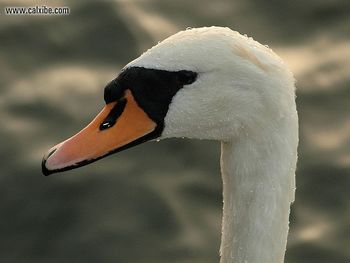 Swan screenshot