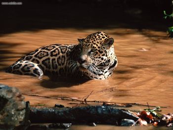 Swimming Hole Jaguar screenshot