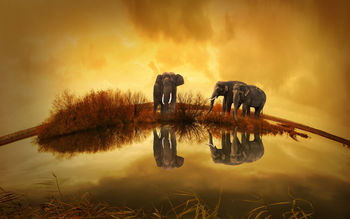 Thailand Elephants screenshot