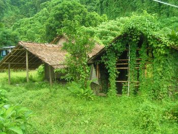 Thatched Houses In Dense Rainforest screenshot