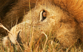 The Eye of Lion screenshot