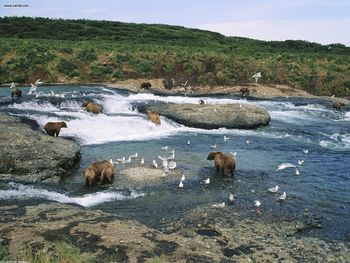 The Gathering Mcneil River Alaska screenshot