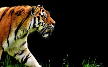 The Tiger 5K screenshot
