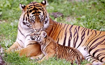 Tiger & Baby Tiger screenshot