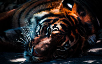 Tiger Closeup screenshot