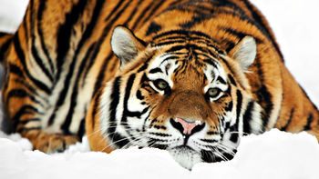 Tiger HD 1080p screenshot