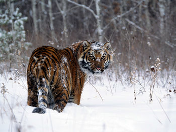 Tiger in Snow screenshot