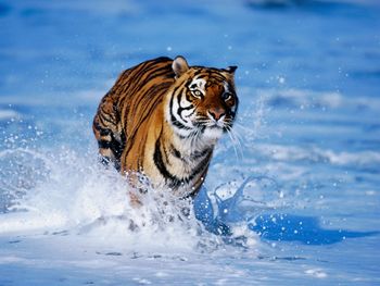 Tiger in Water screenshot