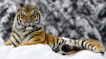 Tiger in Winter screenshot