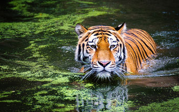 Tiger in Zoo screenshot