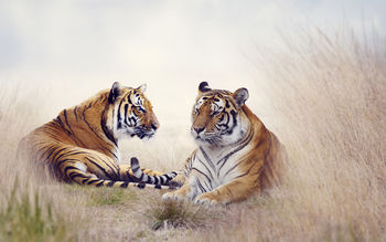 Tiger Pair 5K screenshot