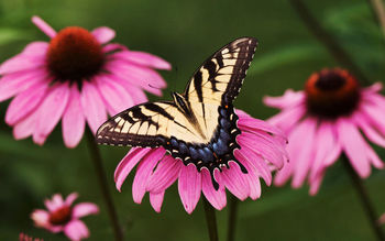 Tiger Swallowtail Butterfly Purple Coneflower screenshot