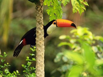 Toco Toucan in the Tropical Forest screenshot
