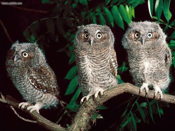 Trio Of Screech Owls Pennsylvania screenshot