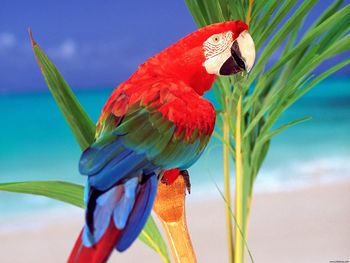 Tropical Colors Parrot screenshot