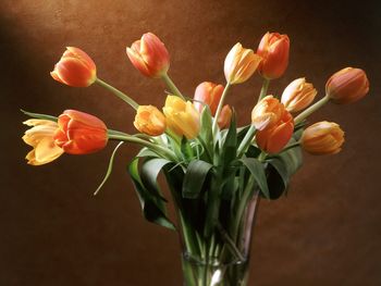 Tulips In Bloom screenshot