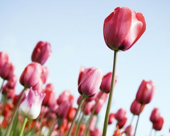 Tulips Rising screenshot