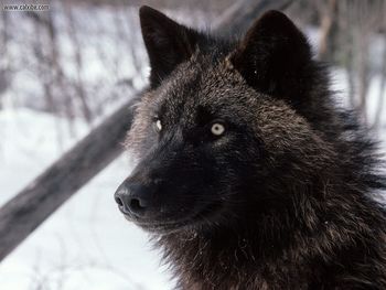 Tundra Wolf Alaska screenshot