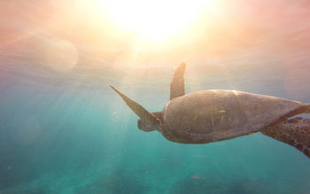Turtle Underwater 4K screenshot