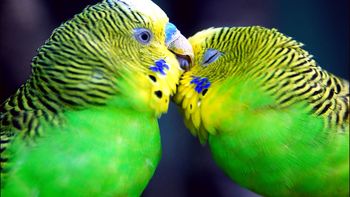 Two Parrots Kissing screenshot