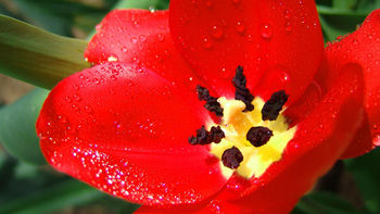 Ultra Red Flower screenshot