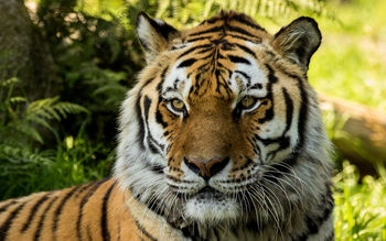 Vladimir Siberian Tiger at Dartmoor Zoo screenshot
