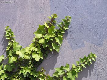 Wall Concrete Ivy screenshot