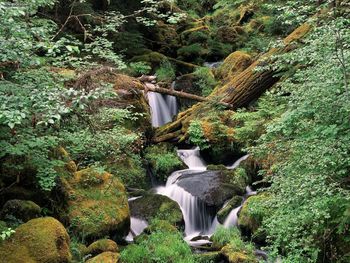 Watson Creek Umpqua National Forest Oregon screenshot