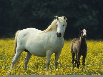 Welsh Pony Mare And Foal screenshot
