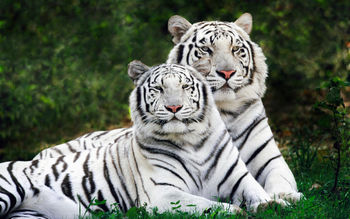 White Bengal Tigers Widescreen screenshot