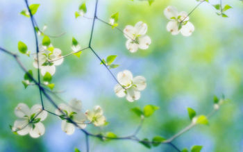 White Dogwood Blossoms screenshot