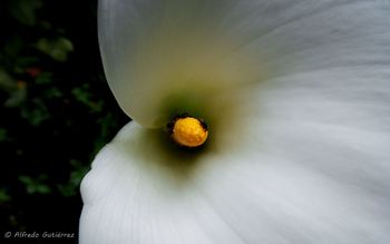 White Flower screenshot