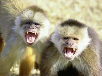 White Fronted Capuchin Monkeys Briceno Columbia screenshot