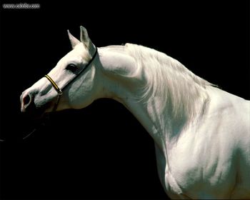 White Horse screenshot