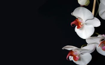 White Orchid screenshot