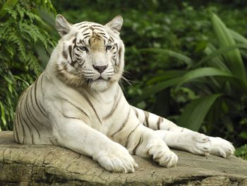 White Tiger, Singapore screenshot