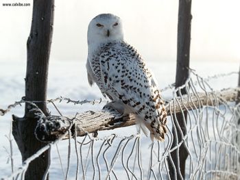 White Winter Owl Rocky Mountains screenshot