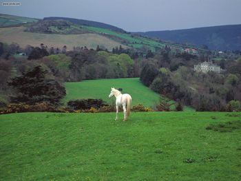 Wicklow Countryside Near Powerscourt Castle Ireland screenshot