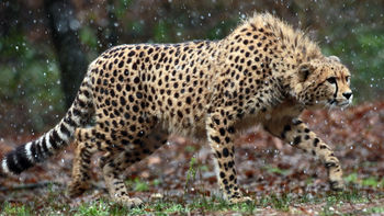 Wild Cheetah 4K screenshot