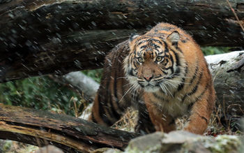 Wild Sumatran Tiger 4K screenshot