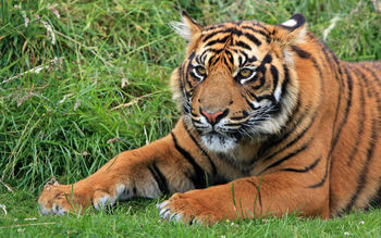Wild Sumatran Tiger screenshot