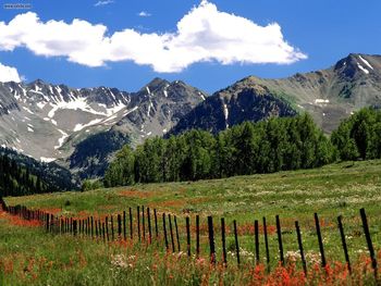 Wildflowers And Farm Fence Outside Aspen Colorado screenshot