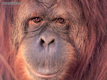 Wildlife Female Orangutan screenshot