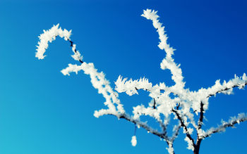 Winter Frosted Tree screenshot