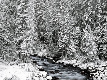 Winter Stream, Banff National Park, Alberta, Canada screenshot